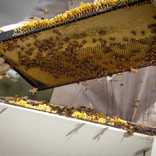 Egmont Honey Manuka Honing 1050+ MGO UMF 23+ origineel uit Nieuw-Zeeland *Limited Edition* (250g) - Image 6