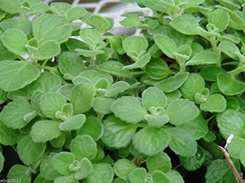 Broad Leaf Thyme Aka Cuban Oregano, Spanish Thyme, Mexican Thyme !(5,000 Seeds) #TOP1