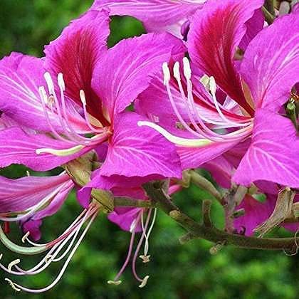 See full amazon price history chart for Kachnar/Bauhinia Purpurea/Purple Orchid Herb Plant - Healthy 1 Live Plant Kachnar/Bauhinia Purpurea/Purple Orchid Herb Plant - Healthy 1 Live Plant (B09WF2LTQN) Amazon Price History, Amazon Price Tracker