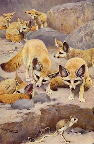 Impression d'art fennec Kuhnert 60x90cm, qualite musee pour salon
