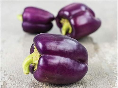 Semillas de campana púrpura de pimiento dulce vegetal lila para plantar semillas orgánicas gigantes no transgénicas 40
