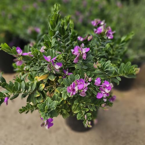 Green Bear Sweet Pea Bush, Polygala Myrtifolia Shrub, Purple Flowering Plant, Full Sun to Partial Shade, 5 Pounds (Purple and White, 2-3Ft Tall 5 Gallon Potted)