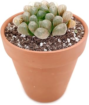 Haworthia cooperi VAR. obtusa 2"+ Clay Pot - Live Healthy Unique Succulent for Home Office - Easy to Care Indoor Succulent