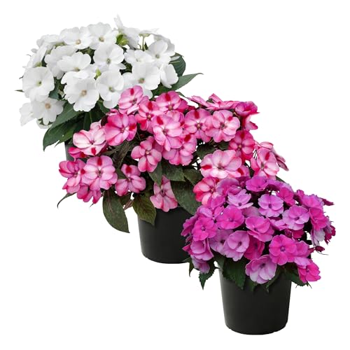 Live Flowering Sunpatiens - Growers Choice Assorted Colors (3 Plants Per Pack) Beautiful Annual Summer Color 10 Tall by 6 Wide in 1 Quart Pot