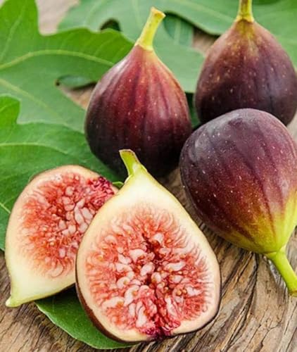 Image of Gular Live Fruit Plant | Cluster Fig Plant | Ficus Glomerata /Ficus Racemosa | Indian Fig Tree | Goolar /Umbar Fruit Plant for Home Garden, Outdoor Farming & Terrace Growing