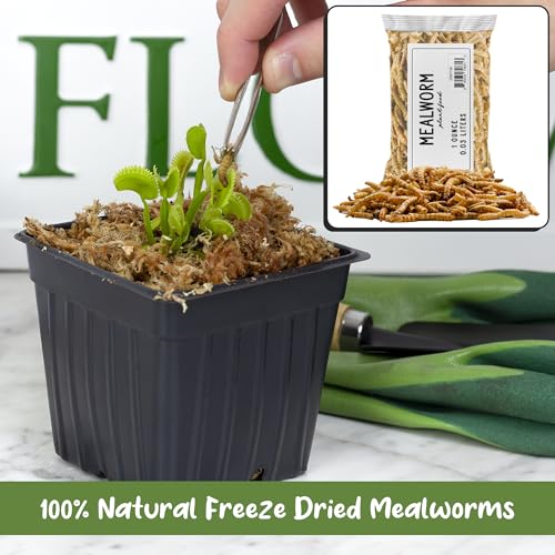 Alimento para plantas carnívoras Soil Sunrise, 28 g miniatura 4