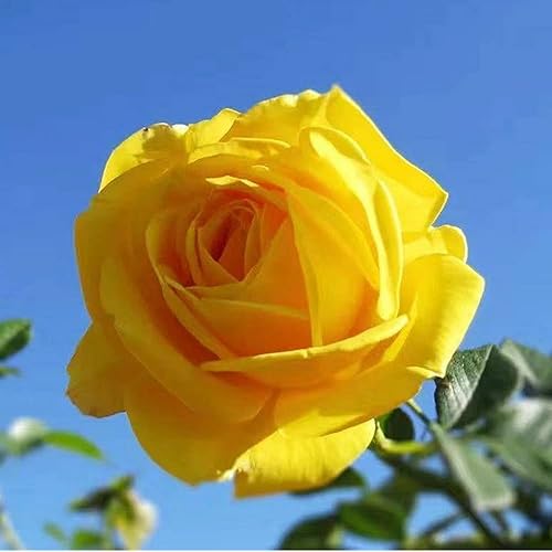 Miniatura 4 de Corkwaw 25 cabezas de rosas artificiales de 3 pulgadas, flores de cabeza de rosa de seda, decoración de boda, fiesta, hogar, jardín, manualidades,