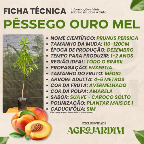 Muda Frutífera de Pêssego Ouro Mel Enxertado