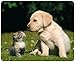 Produktbild "BESTE FREUNDE - KATZE UND HUND" (MOTIV 108) Tier-Mousepad: Qualitäts-Mauspad aus extrem reissfestem Spezialkautschuk mit stark haftender Unterseite für optimalen Halt.