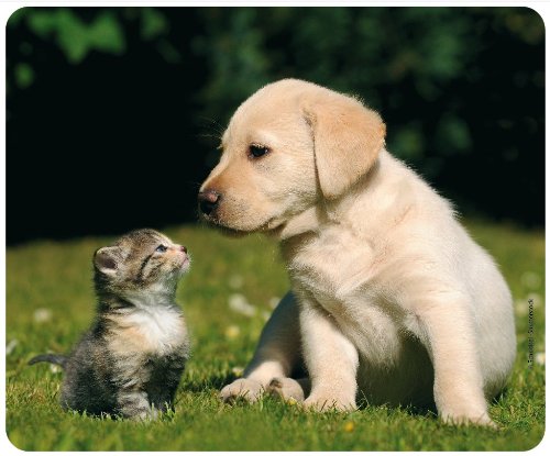 CHAT ET CHIEN Tapis de souris (24 x 19 cm) en caoutchouc spécial extrêmement résistant à la déchirure avec une face inférieure f