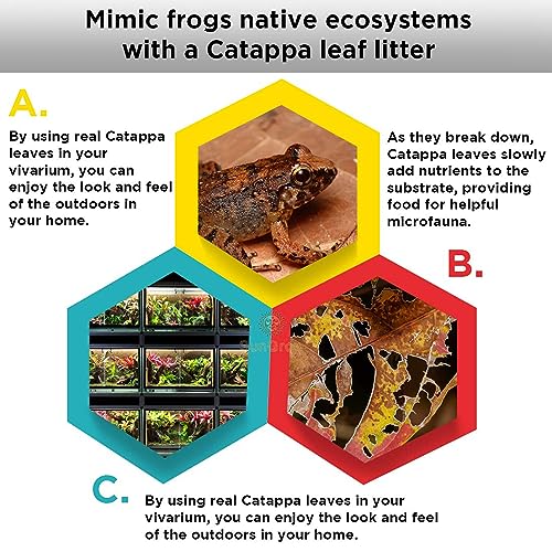 Image of SunGrow Dwarf Frog Mini Catappa Leaves (50 Pc) - Tannin Helps Remove Ammonia, Lower pH - Leaf Litter Indian Almond Leaves, Aquarium Water Treatment, Decor Accessories