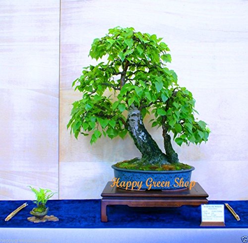 Silber-Birke  250 halb  Betula Pendula Albero dei Bonsai europeo :  Amazon.de: Garten