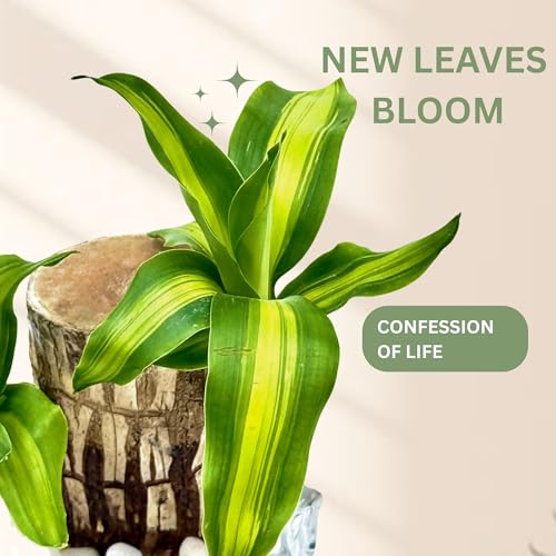 Image of Amazon Brand Brazilian Wood Lucky Bamboo Live Plant with Glass Pot | Indoor Bamboo House Plants for Home, Living Room, & Office Decoration | Vastu Plant | (Imported Plant with Pot)