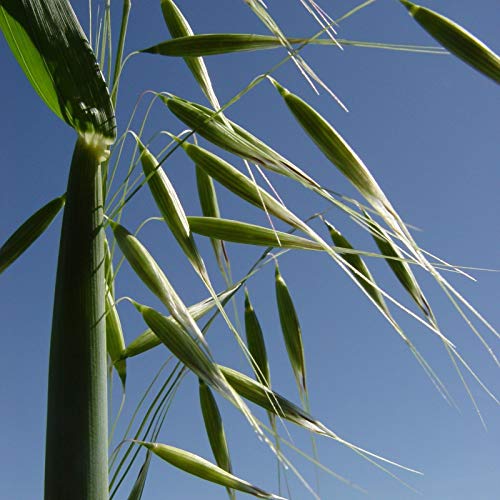 Portal Cool 20+ Seeds: Cayuse Avena Semi (Avena