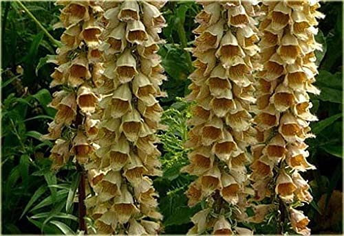 Digitalis ferruginea Gigantea 50 Seeds- Perennial
