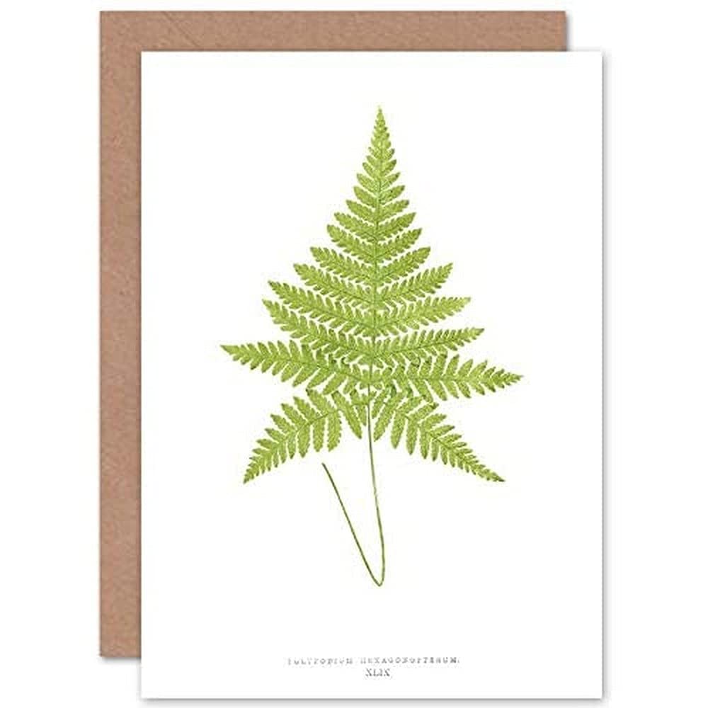 Wee Blue Coo Fern Polypodium Hexagonopterum Greeting Card With Envelope Inside Premium Quality