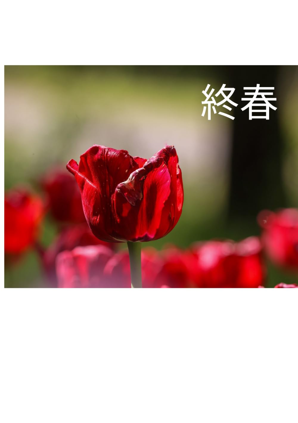 写真集「終春」 (橋坂卓作品集)
