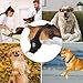 Hunde-Kniebandage – Bandage für Hinterbein, Bein oder Vorderbein, verstellbare Beinstütze für Hinterbeine, Bänderverletzungen, lindert Schmerzen und reduziert Schmerzen