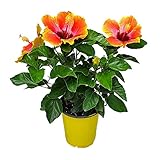 Fiesta Hibiscus Bush - Live Hibiscus Flowering Plant - Tropical Flower Plant - 1 Gallon Planter - Overall Height 10' to 14' - Tropical Plants of Florida (Plant Only)