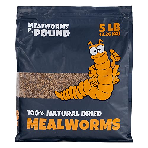 Mealworms For Chickens Is It Healthy For Chickens? 2022 Guide