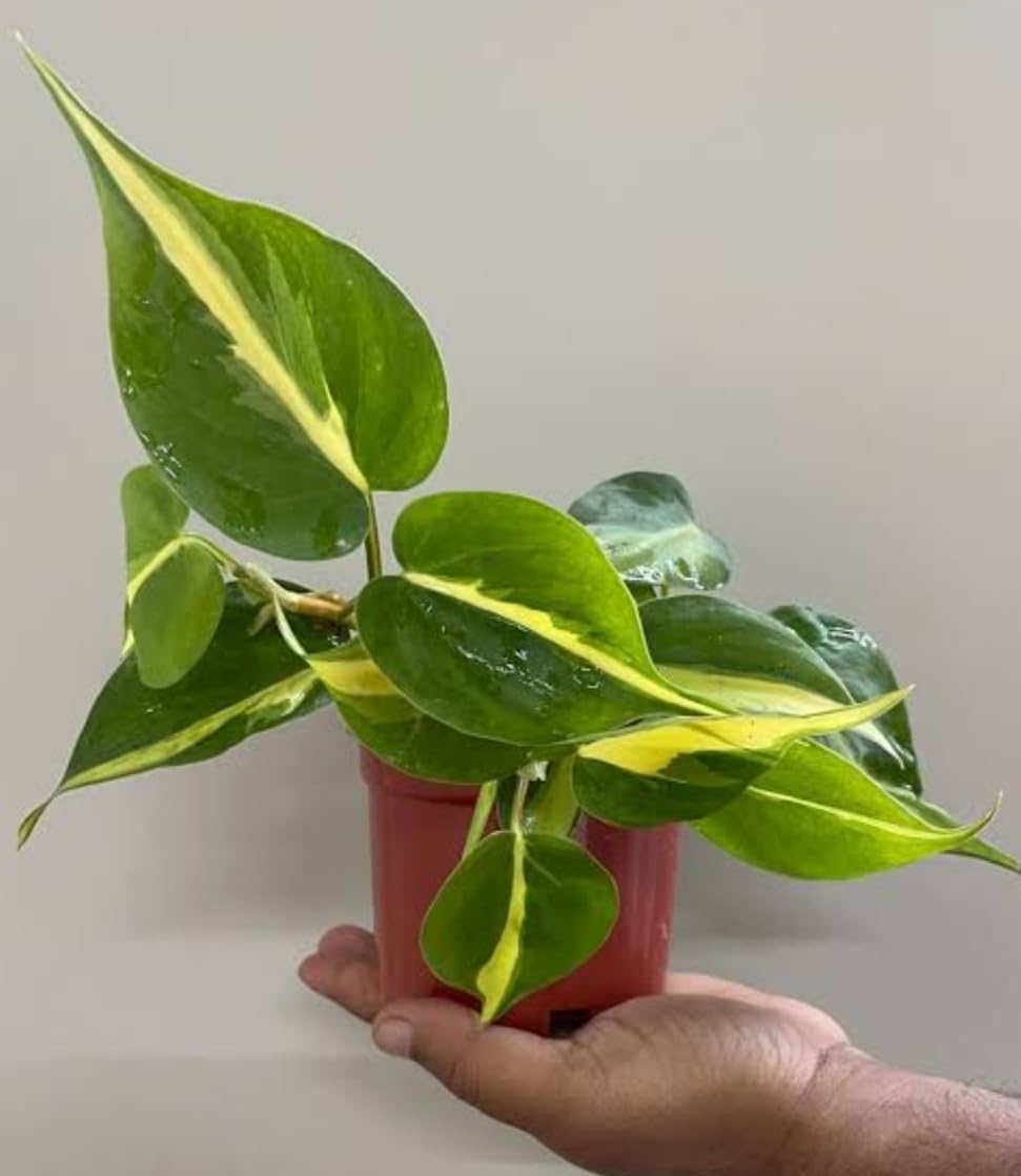 Hhitanshi plants Philodendron Brasil Natural Live Plant in 3 inch nursery plastic pot (B0CV14QFY8) Amazon Price History, Amazon Price Tracker