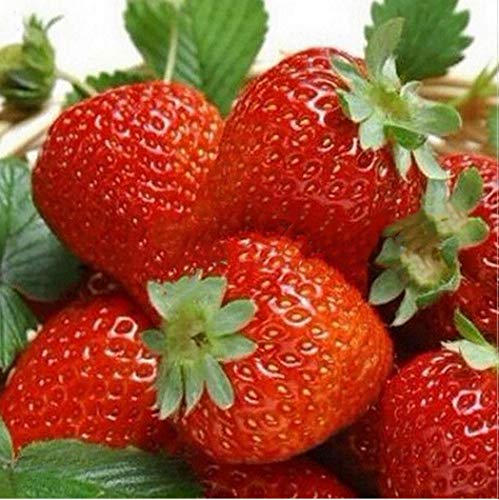 FastDirect 100PCS Giant Strawberry Seeds, Sweet Strawberry/Organic Garden Strawberry Heirloom Fruit Seeds for Home Garden Planting