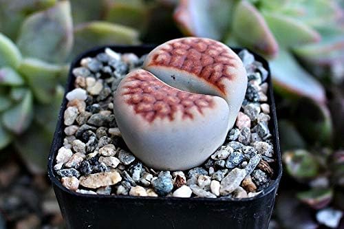 Lithops Living Rock Stone Plant
