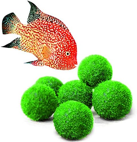 Luffy Nano Marimo Moss Balls for Cichlids