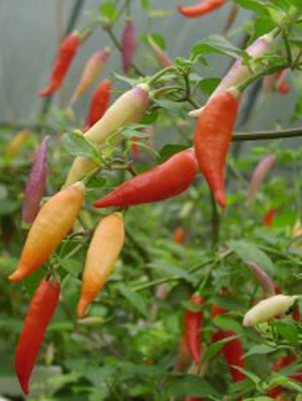 Chili ‚Aji Omnicolor‘ Samen – Capsicum Baccatum, Ca. 10 Samen, Mehrfarbig