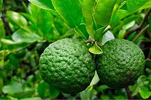 Plantooo 30+ Lime Fruit Tree Seeds - Non-Gmo - Dwarf Lemon Bonsai Tree Seeds For Planting Outdoor/Indoor #TOP1