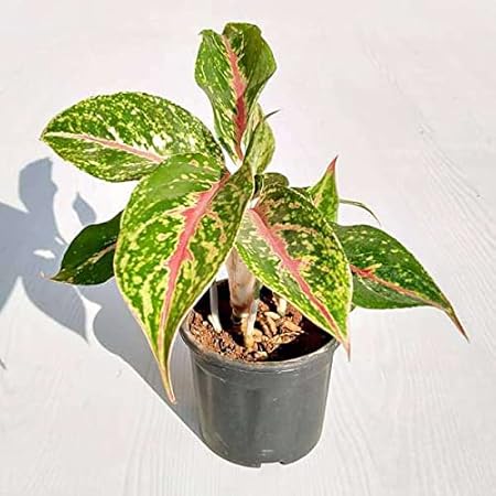 Mphmi Plants Aglaonema Butterfly Plant