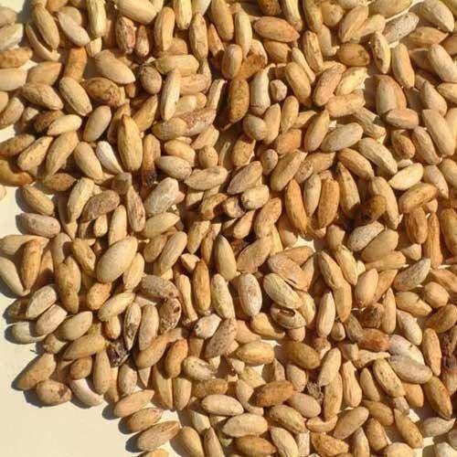 Sanchana® Neem Seeds (Azadirachta indica) for Gardening and Plantation - 100Gm (B08QSHHNCV) Amazon Price History, Amazon Price Tracker