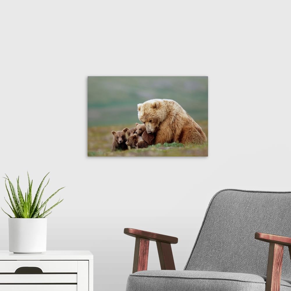 CANVAS ON DEMAND Grizzly Bear Sow with Four Young Cubs Near Moraine Creek Katmai National Park Canvas Wall Art Print, Home Decor, Wildlife Artwork,18" x12in
