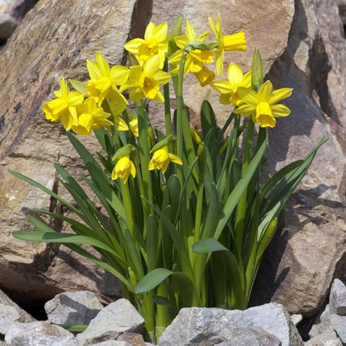 Pronto Seed Daffodil Tête-à-Tête Bulbs | Set of 30 Dutch Grown Dwarf Daffodils for Pots, Borders & Rockeries | Early Spring Flowers for Planting Now UK