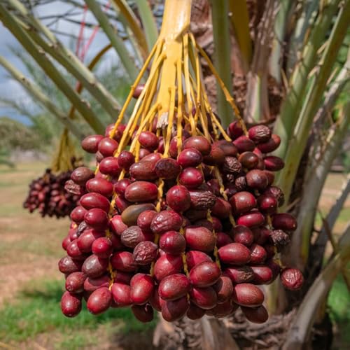 dattelpalme winterhart balkonpflanzen winterhart obstbäume kräutersamen pflanzensamen kräutergarten balkon deko hochbeete für garten bonsai stauden 50samen