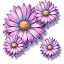 Lavender Daisy