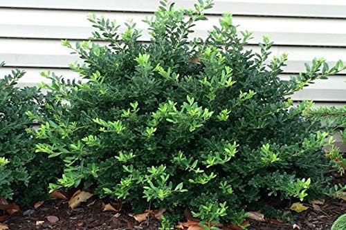Hoogendorn Japanese Holly - Live Plant 