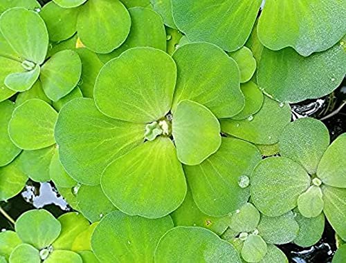 5 Piece Water Lettuce Medium Size Beautiful Aquarium Plant Indoor Outdoor Pond Plant (B09HK9KRM7) Amazon Price History, Amazon Price Tracker