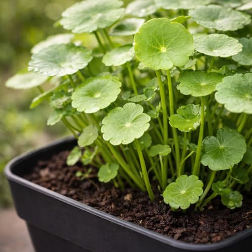 Image of UGAOO BHARAT Live Chinese Money Plant | Decorative, Indoor, Coin Leaf