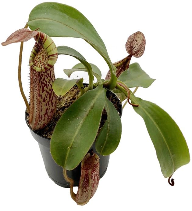 Nepenthes spectabilis x veitchii – exotische Kannenpflanze Gr. L – auffällige fleischfressende Pflanze mit großen Kannen – Hochland-Karnivore für Sammler