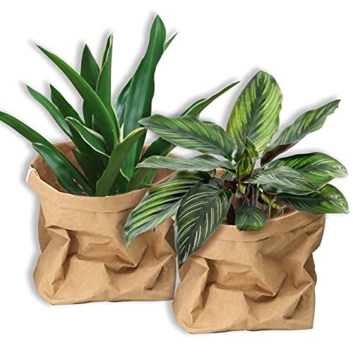 植木鉢 7号 おしゃれの人気商品 通販 価格比較 価格 Com