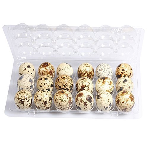 Quail Egg Boxes for sale in UK 59 used Quail Egg Boxes
