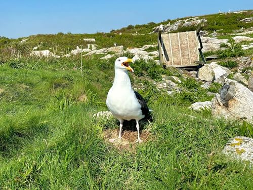 Page de couverture de Encore: The Internet's Most Hated Bird