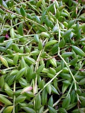 Football Plant - Senecio Radicans - 6" Hanging Basket - Succulent #TOP2