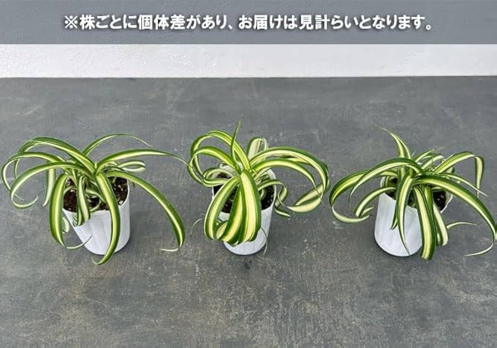 Amazon｜オリヅルラン：ボニー2.5号ポット 2株セット[くるくる