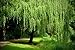 2 Weeping Willow Trees Ready to Plant Beautiful Arching Canopy #BC2