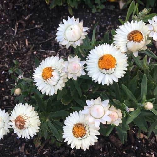 Image of Acroclinium Flower Seeds 50 Plus Mixed Color for Planting Winter Seasonal Everlasting Flower Seeds for Home Garden Balcony Terrace Easy Grow Paper Daisy Blooming Plants Indoor Outdoor(Acroclinium)