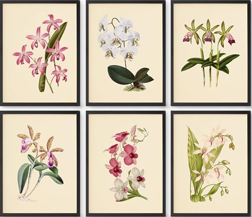 Vintage Orchid Botanical Wall Art Set of 6 – 8x10 Unframed Floral Prints – Classic Flower Artwork for Home...
