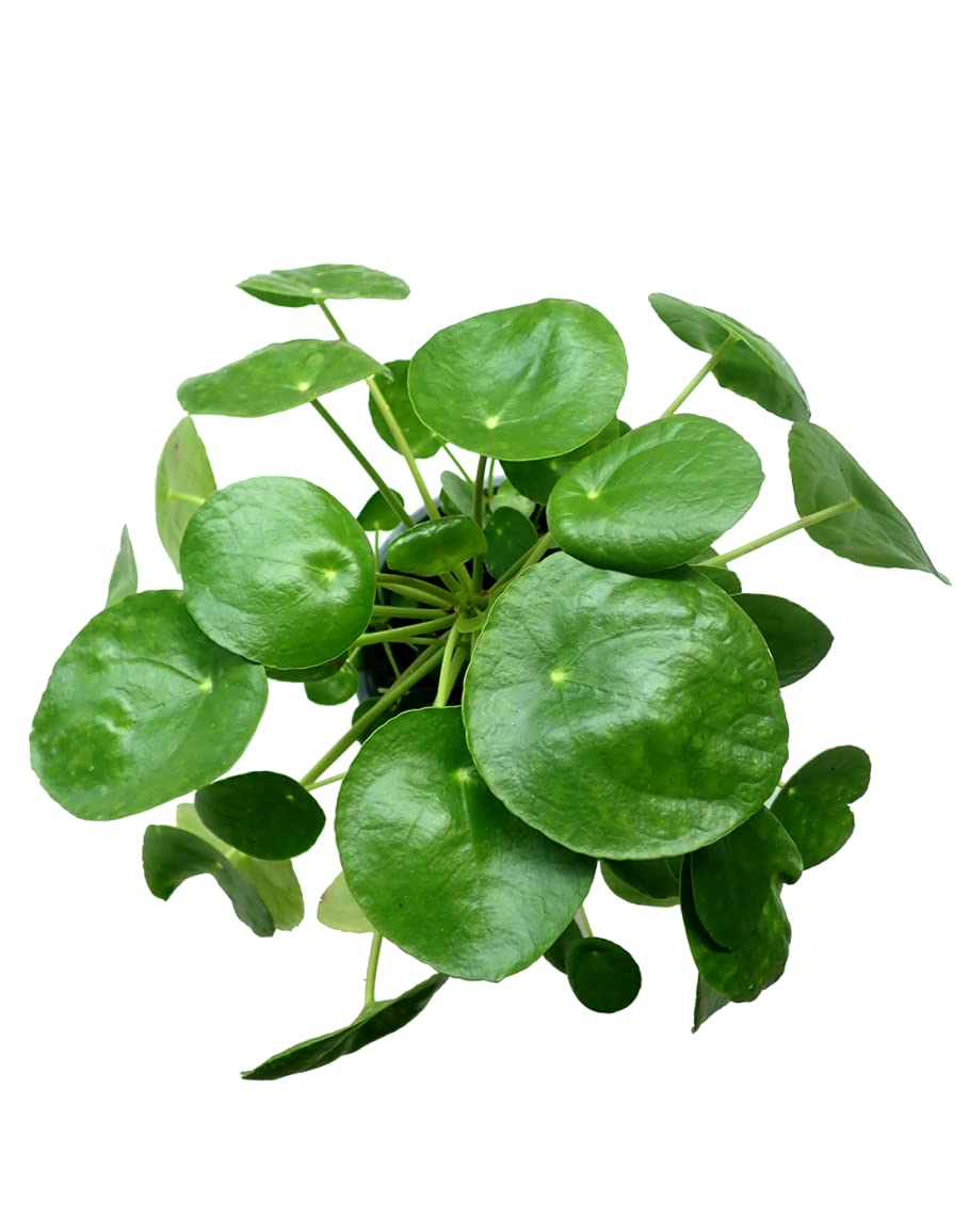 DECOALIVE Planta del Dinero China PREMIUM Planta Natural para Decorar el Hogar