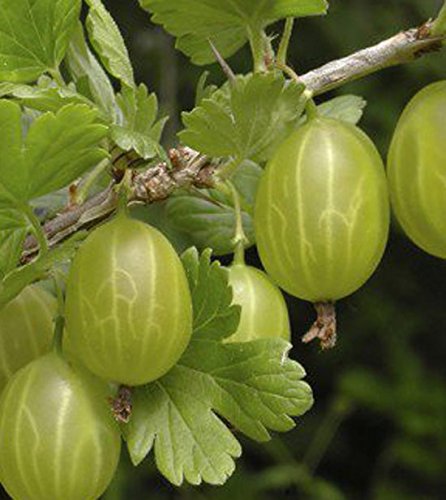 Ribes uva crispa Gooseberry 'Hinnonmaki Green' Plant